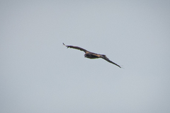 Milvus migrans