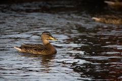 Anas platyrhynchos