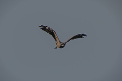 Milvus migrans