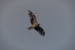 Milvus migrans