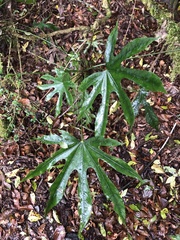 Fatsia polycarpa