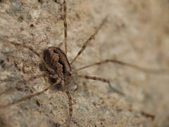 Dasylobus