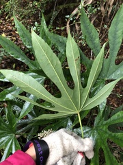 Fatsia polycarpa