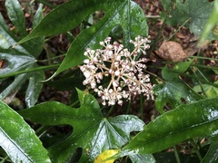 Fatsia polycarpa