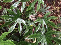 Fatsia polycarpa