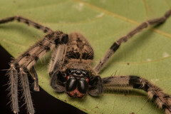 Rhitymna pinangensis