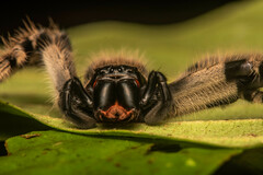 Rhitymna pinangensis