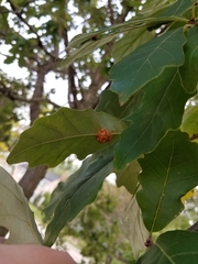 Andricus nigricens