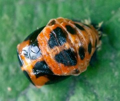 Harmonia axyridis