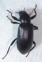 Stenochiinae