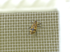 Gasteroclisus