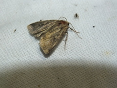 Xestia collina