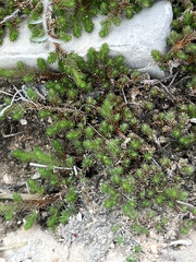 Selaginella wrightii