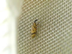 Gasteroclisus