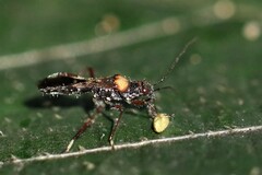 Artemidorus sobrinus