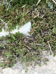 Selaginella wrightii