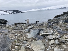 Pygoscelis antarcticus