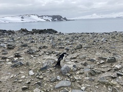 Pygoscelis antarcticus