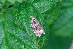 Syricoris lacunana
