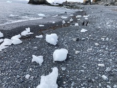 Pygoscelis antarcticus