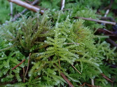 Eurhynchium