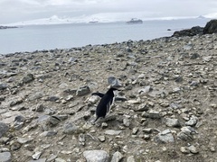 Pygoscelis antarcticus