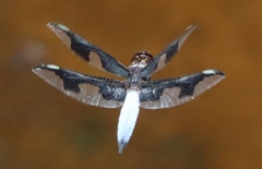 Palpopleura portia