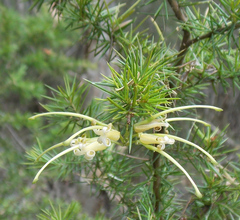 Grevillea juniperina