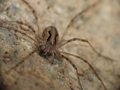 Dasylobus