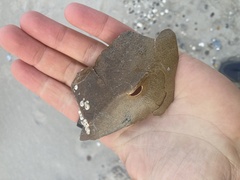 Amphibalanus venustus