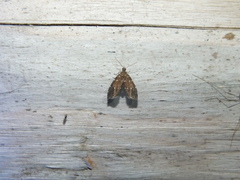 Prochoreutis ultimana