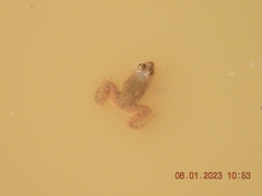 Euphlyctis cyanophlyctis