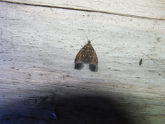 Prochoreutis ultimana