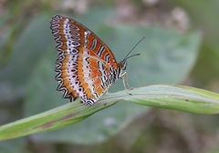 Cethosia biblis