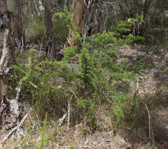 Grevillea juniperina