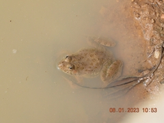 Euphlyctis cyanophlyctis