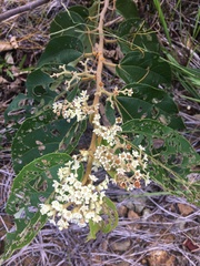 Commersonia bartramia