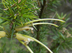 Grevillea juniperina