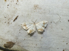 Eversmannia exornata