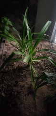 Crinum pedunculatum