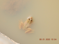 Euphlyctis cyanophlyctis