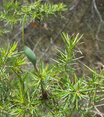 Grevillea juniperina