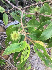 Commersonia bartramia