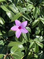 Cryptostegia