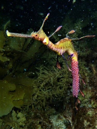 Weedy Seadragon, photo 6 of 9