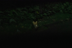 Vulpes vulpes schrencki