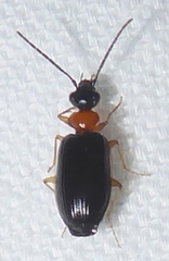 Pentagonica