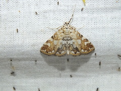 Elophila nymphaeata