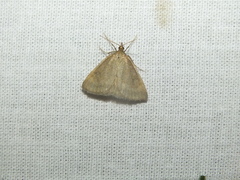 Anania fuscalis