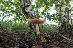 Amanita flavescens